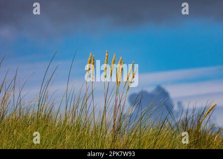 Marine Biodiversität Habitat: Marram Dunes Art: Marram Grass Wissenschaftliche Bezeichnung: Ammophila arenaria Größe: 1m cm in der Höhe Farbe: Glänzende grüne Blätter WIT Stockfoto