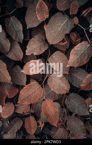 Braune japanische Knotweed-Blätter in der Herbstsaison, brauner Hintergrund Stockfoto