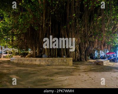 Stone, Town, Sansibar - Feb 2021: Ein riesiger Feigenbaum im Zentrum von Stone Town. Tansania. Afrika Stockfoto