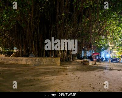 Stone, Town, Sansibar - Feb 2021: Ein riesiger Feigenbaum im Zentrum von Stone Town. Tansania. Afrika Stockfoto