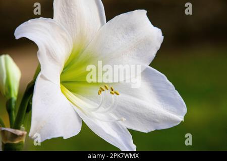 Weißes Amaryllis Hippeastrum Stockfoto