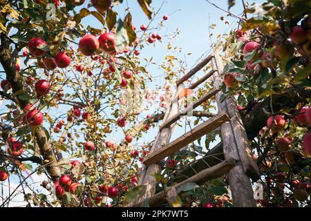 Apfelbaum mit vielen reifen, roten, saftigen Äpfeln im Obstgarten. Erntezeit auf dem Land. Apfel frisches, gesundes Obst bereit für die Herbstsaison Stockfoto