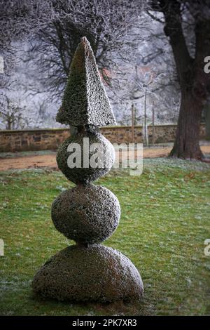 Topische Eibe mit Pyramiden- und Kugelform im Winter. Stockfoto