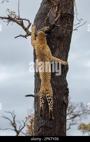 Ein männlicher Leopard, Panthera Pardus, der auf einen Baum klettert. Stockfoto