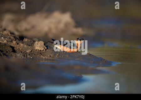 Eine Rotbrustschwalbe, Cecropis semirufa, trinkt Wasser. Stockfoto