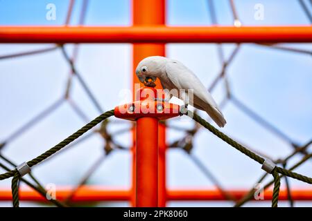 Tanimbar corella, die im Changi Beach Park, Singapur, auf einem Kletterplatz einen Mandelsaat isst Stockfoto