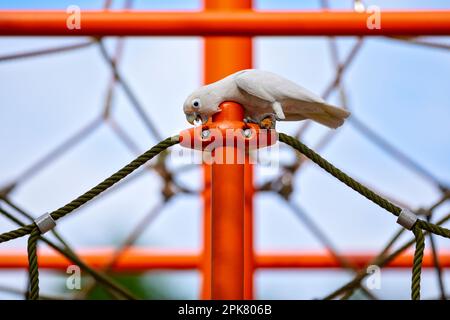 Tanimbar corella auf einem Spielplatz im Changi Beach Park, Singapur Stockfoto