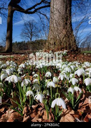 Blumenbeet mit wunderschönen Schneeglöckchen (Galanthus nivalis) im Februar. Stockfoto