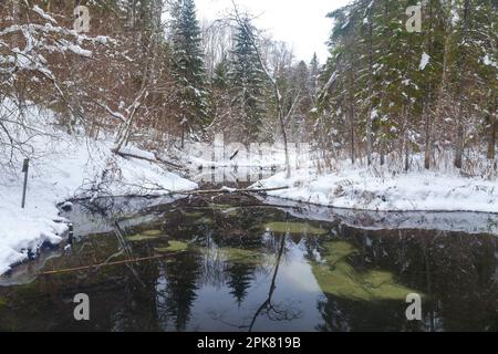 Winter Saula Blue Springs (Siniallikad) Stockfoto