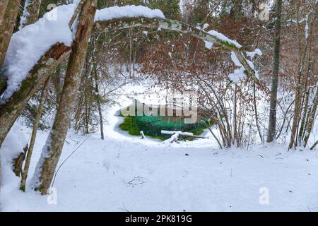 Winter Saula Blue Springs (Siniallikad) Stockfoto