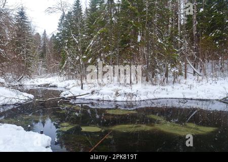 Winter Saula Blue Springs (Siniallikad) Stockfoto