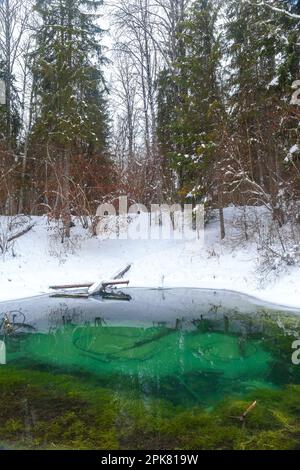 Winter Saula Blue Springs (Siniallikad) Stockfoto