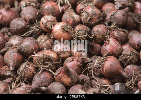 Lampascioni, Lampagioni oder Lupen von Leopoldia comosa auf einem Markt ist eine gastronomische Spezialität der italienischen Regionen Basilikata und Apulien oder Apulien Stockfoto