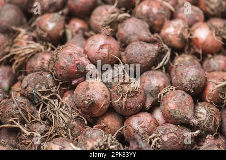 Lampascioni, Lampagioni oder Lupen von Leopoldia comosa auf einem Markt ist eine gastronomische Spezialität der italienischen Regionen Basilikata und Apulien oder Apulien Stockfoto