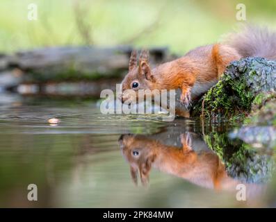 Ein britisches rotes Eichhörnchen (Sciurus vulgaris), das in einen Wasserpool schaut (mit Reflexion) Stockfoto