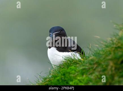 Ein Razorbill, (Alca torda), der unsicher hoch oben auf der Klippe in Bempton, East Yorkshire, Großbritannien, liegt Stockfoto