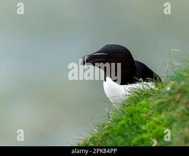 Ein Razorbill, (Alca torda), der unsicher hoch oben auf der Klippe in Bempton, East Yorkshire, Großbritannien, liegt Stockfoto