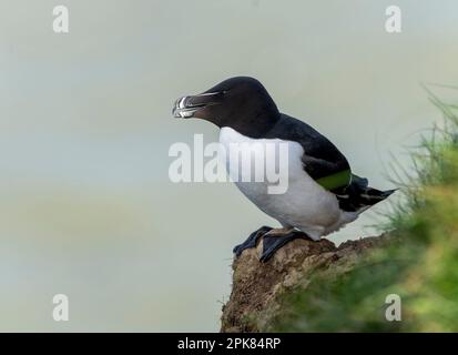 Ein Razorbill, (Alca torda), der unsicher hoch oben auf der Klippe in Bempton, East Yorkshire, Großbritannien, liegt Stockfoto