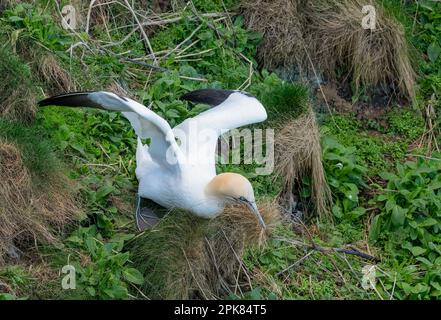 Ein erwachsener Northern Gannet (Morus bassanus), der Nistmaterial von den Klippen in Bempton, East Riding of Yorkshire, Großbritannien, sammelt Stockfoto