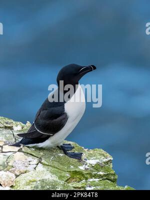 Ein Razorbill, (Alca torda), der unsicher hoch oben auf der Klippe in Bempton, East Yorkshire, Großbritannien, liegt Stockfoto