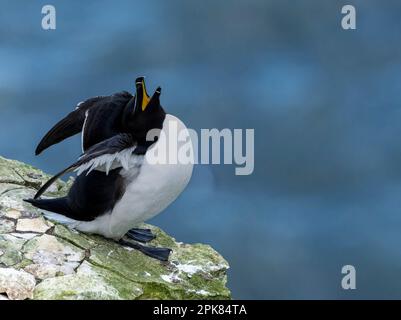 Ein Razorbill, (Alca torda), der auf der Klippe von, wie er seinen Freund Bempton, East Yorkshire, Großbritannien, hervorruft, unsicher hoch oben steht Stockfoto