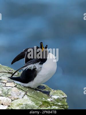 Ein Razorbill, (Alca torda), der auf der Klippe von, wie er seinen Freund Bempton, East Yorkshire, Großbritannien, hervorruft, unsicher hoch oben steht Stockfoto