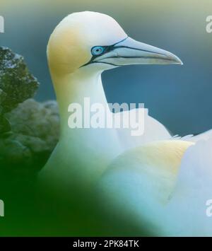 Ein einsamer Erwachsener im Norden des Gannet (Morus bassanus), der auf den Klippen in Bempton, East Riding of Yorkshire, Großbritannien, nistet Stockfoto