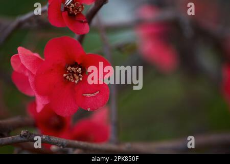 Blühende Chenomelen im Frühlingspark. Blühende Chenomelen, rote Blumen, japanische Quitten. Stockfoto