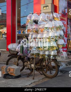 In Pleiku, Vietnam, ist ein zertragener Honda Roller mit Plastiktüten mit Goldfisch in Plastiktüten überladen, die mit Wasser gefüllt sind. Stockfoto