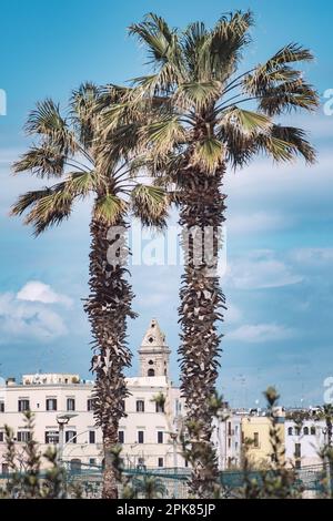 Die Glocke des Dom-Turms inmitten von Palmen in der Altstadt von Bari, Apulien oder Süditalien Stockfoto