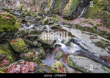 Flume und Wildfluss Steinklamm in Spiegelau im bayerischen Wald Stockfoto