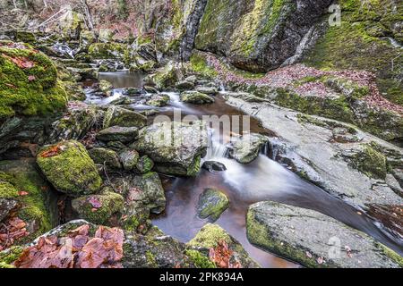 Flume und Wildfluss Steinklamm in Spiegelau im bayerischen Wald Stockfoto