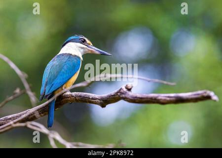 Männlicher heiliger Königsfischer, Todiramphus sanctus, vor weichem Waldhintergrund mit grünem Laub und Platz für Text. Victoria, Australien. Stockfoto