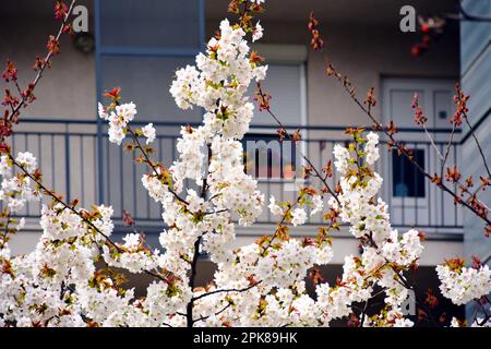 Wunderschöne weiße Oshima-Kirschblüte. Wissenschaftliche Bezeichnung Prunus speciosa. Großansicht. Weich verschwommene Residenz Gebäude Stuckhöhe. Frühlingsszene Stockfoto