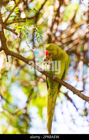 Feral Monk Parakeet, Quaker Parrot. Myiopsitta Monachus. Ein invasiver grüner Sittich aus Brasilien. In den Zweigen eines Baumes, die eine Nuss essen. Stockfoto