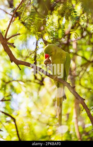 Feral Monk Parakeet, Quaker Parrot. Myiopsitta Monachus. Ein invasiver grüner Sittich aus Brasilien. In den Zweigen eines Baumes, die eine Nuss essen. Stockfoto