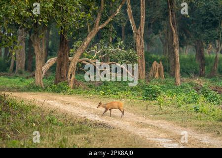 Bellender Hirsch Muntjac oder indischer Muntjac oder roter Muntjac oder Muntiacus muntjak Geweih über den Waldweg Outdoor Dschungel Wildlife Safari corbett Stockfoto