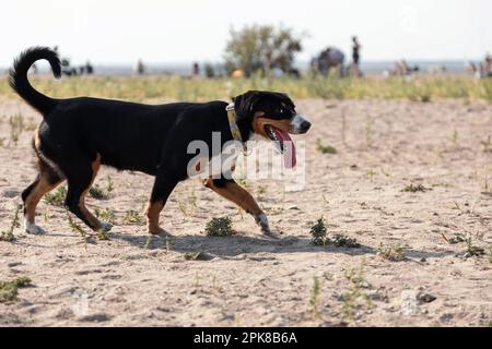 Der lächelnde Hund von Lennenhund Rasse am Strand Stockfoto