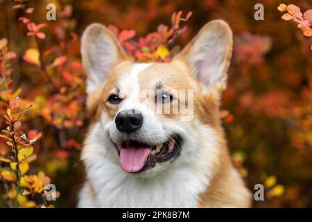 Nahaufnahme des fröhlichen, lächelnden walisischen Corgi pembroke Breed Breed Dog im Herbst Stockfoto