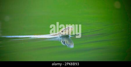 Die Grasschlange Natrix natrix schwimmt auf der Wasseroberfläche und sucht nach Nahrung, das beste Foto. Stockfoto
