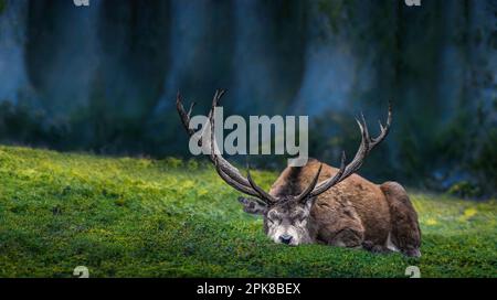 Nahaufnahme eines schlafenden männlichen Hirsches mit dunklen Bäumen im Hintergrund, märchenhafte stimmungsvolle Atmosphäre, Stockfoto