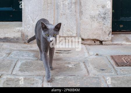 Süße kleine Hauskatze, die auf der Straße spaziert. Katzen in Venedig. Stockfoto