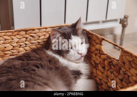 Katze im Korb mit Kühler Hintergrund legen Stockfoto