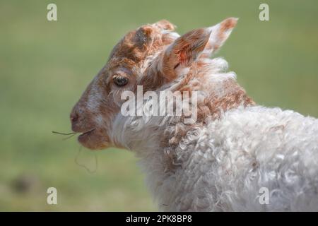 Süße neugeborene Schafe (Lämmer) an einem sonnigen Frühlingstag Stockfoto