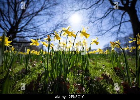 06. April 2023, Berlin: Blühende Narzissen erstrahlen im Britzer Garten von der Sonne. Der Park ist seit Anfang März wieder für Besucher geöffnet. Foto: Hannes P. Albert/dpa Stockfoto