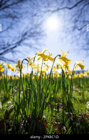 06. April 2023, Berlin: Blühende Narzissen erstrahlen im Britzer Garten von der Sonne. Der Park ist seit Anfang März wieder für Besucher geöffnet. Foto: Hannes P. Albert/dpa Stockfoto