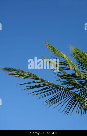 Nahaufnahme des tropischen Palmenbaums „Washingtonia Robusta“ (mexikanische Fanpalme) mit leuchtend blauem Himmel am Caribbean Beach, Mexiko. Stockfoto