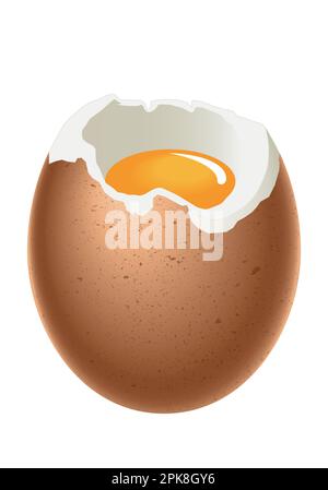 Ei – weich gekochtes Ei mit Schale, weiß und Eigelb, Illustration auf weißem Hintergrund Stock Vektor