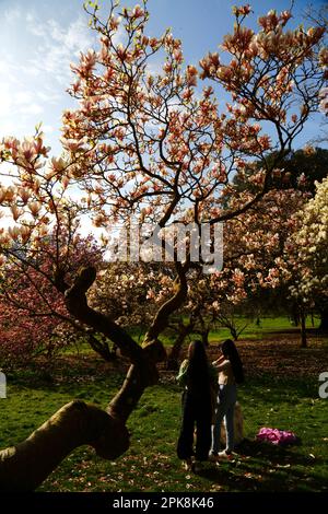 Wetter in Großbritannien 4. April 2023. Cardiff, Suth Wales. Im Bute Park, Cardiff, können Besucher einen sonnigen Frühlingsnachmittag neben den blühenden Magnolienbäumen genießen. Stockfoto