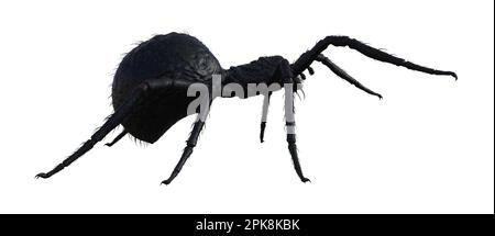 3d-Darstellung einer großen schwarzen haarigen Spinne, die isoliert auf weißem Hintergrund vorwärts geht. Stockfoto